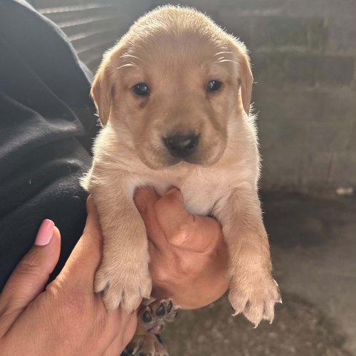 Microchipped yellow Labrador puppy