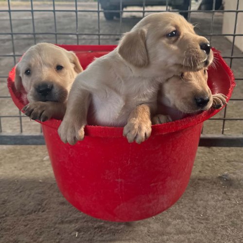 Family-raised yellow Labrador puppy