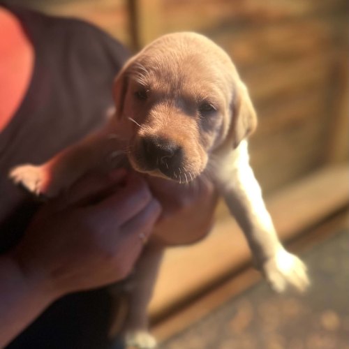 Vet-checked yellow Labrador puppy