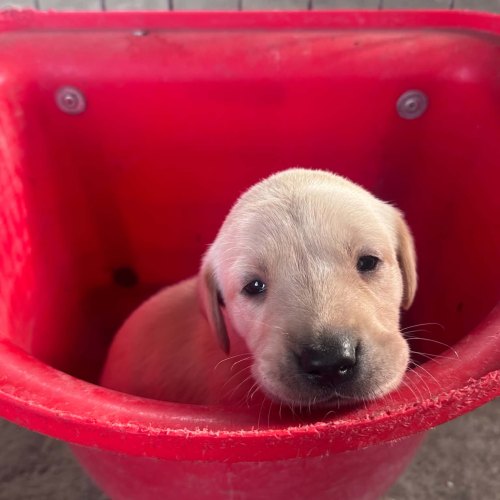 Yellow Labrador puppy looking for a forever home