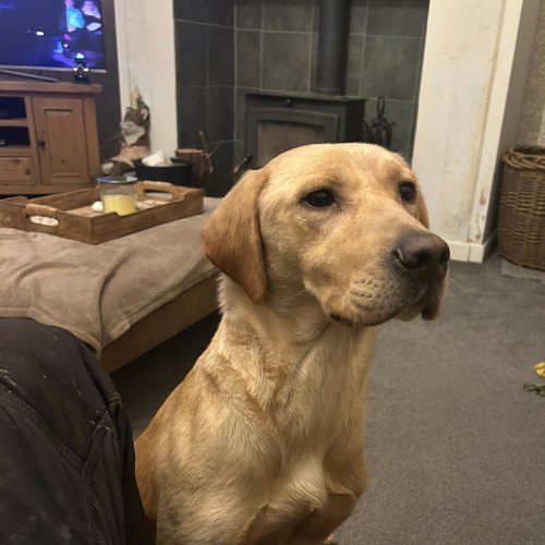 Northumberland yellow Labrador puppy