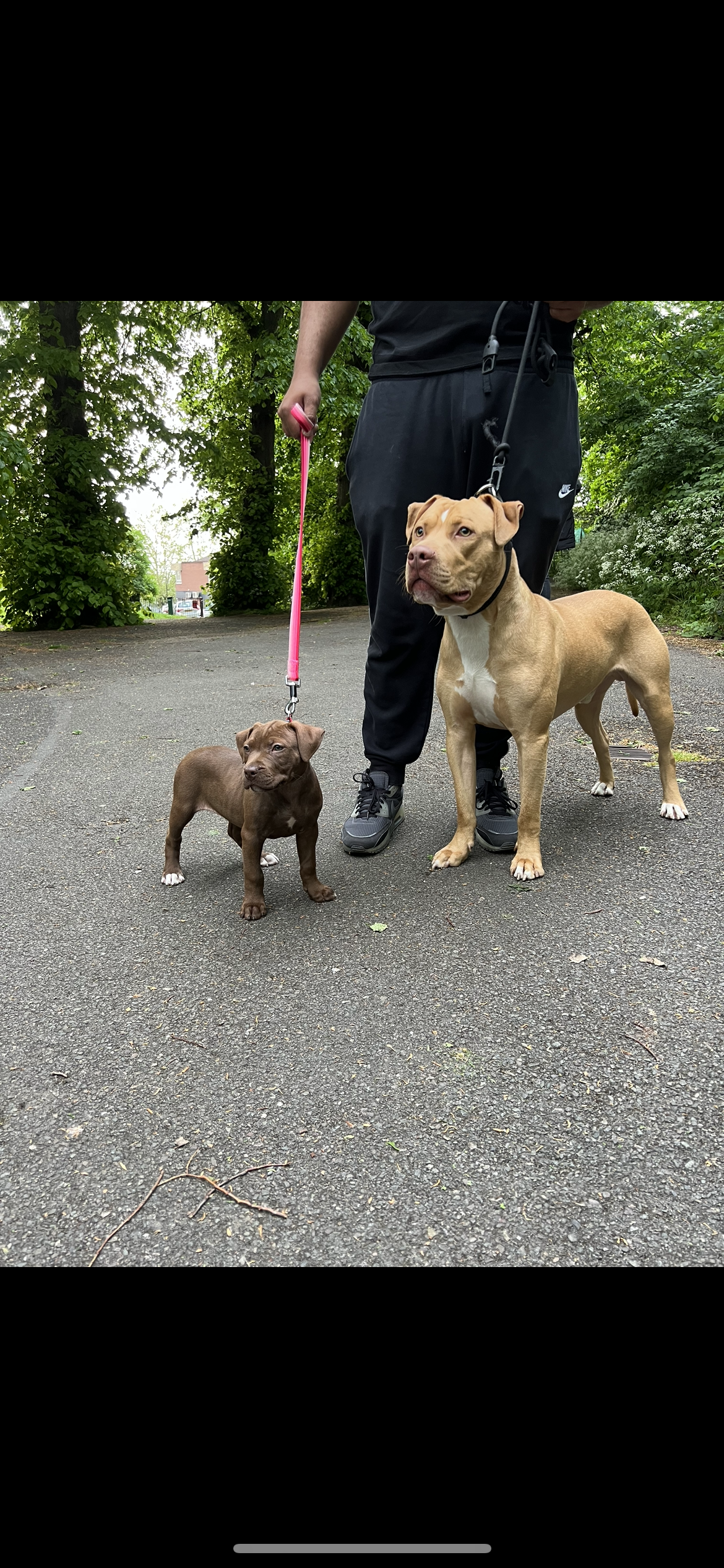 Beautiful 8 pups for sale