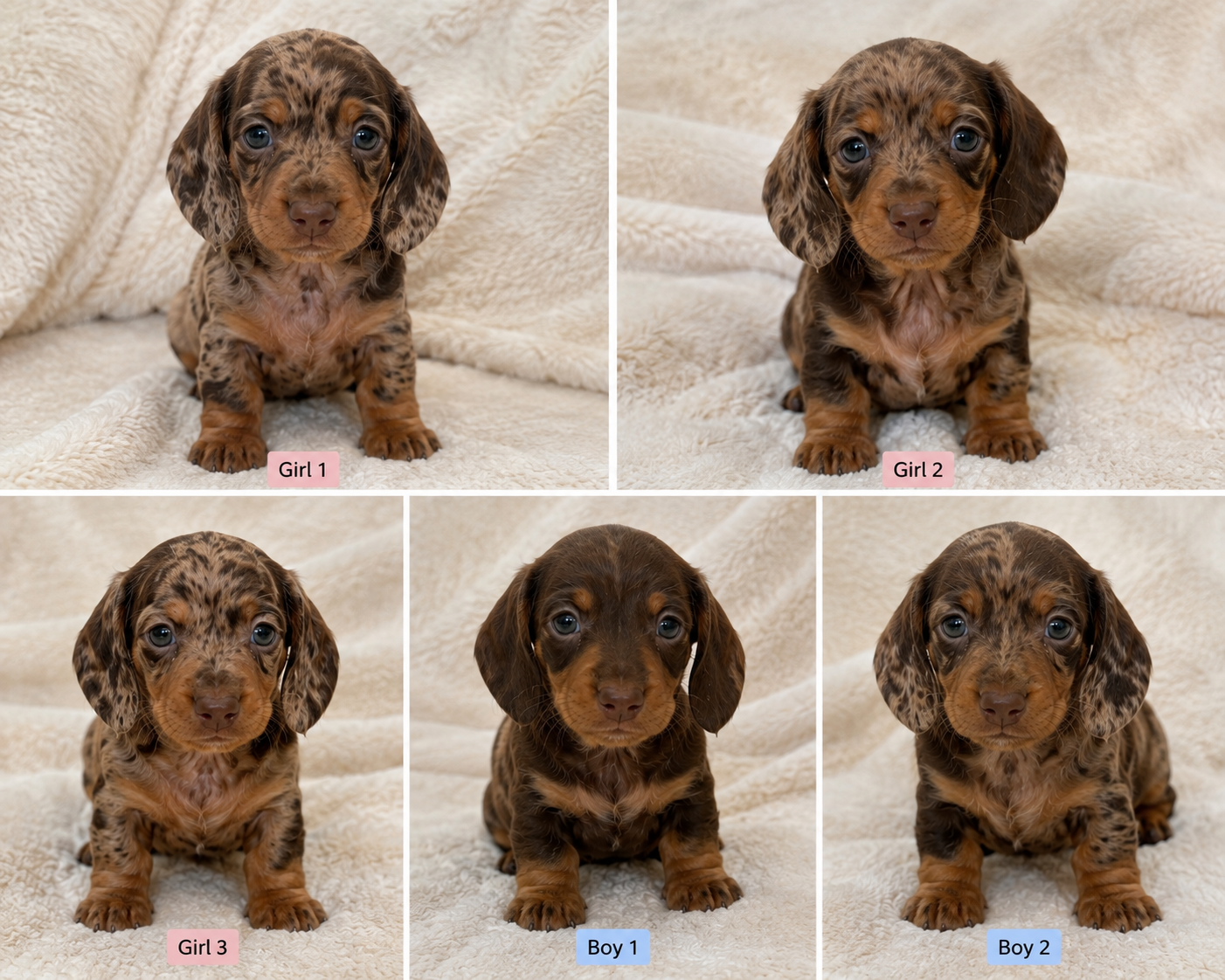 Chocolate Dapple Puppies for Sale in Ilford, Greater London