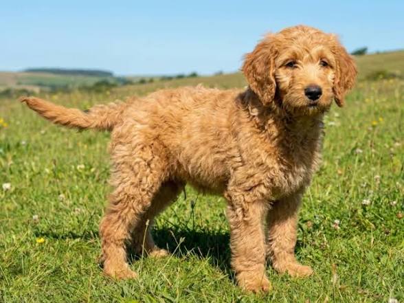 Labradoodle Puppies in Oxford