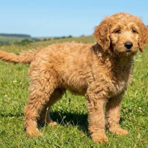 Labradoodle Puppies in Oxford