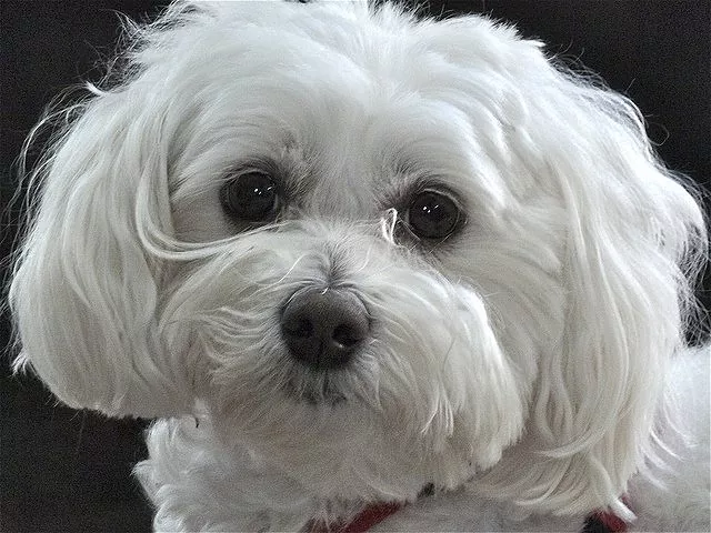 Maltipoo Puppies in Brighton
