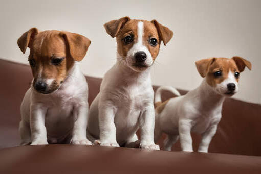 Jack Russell Puppies in Norwich