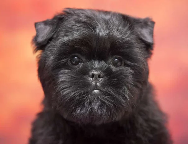Very nice Affenpinscher puppies