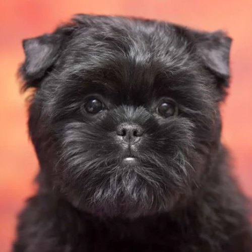 Affenpinscher puppy available in Barking and Dagenham, London