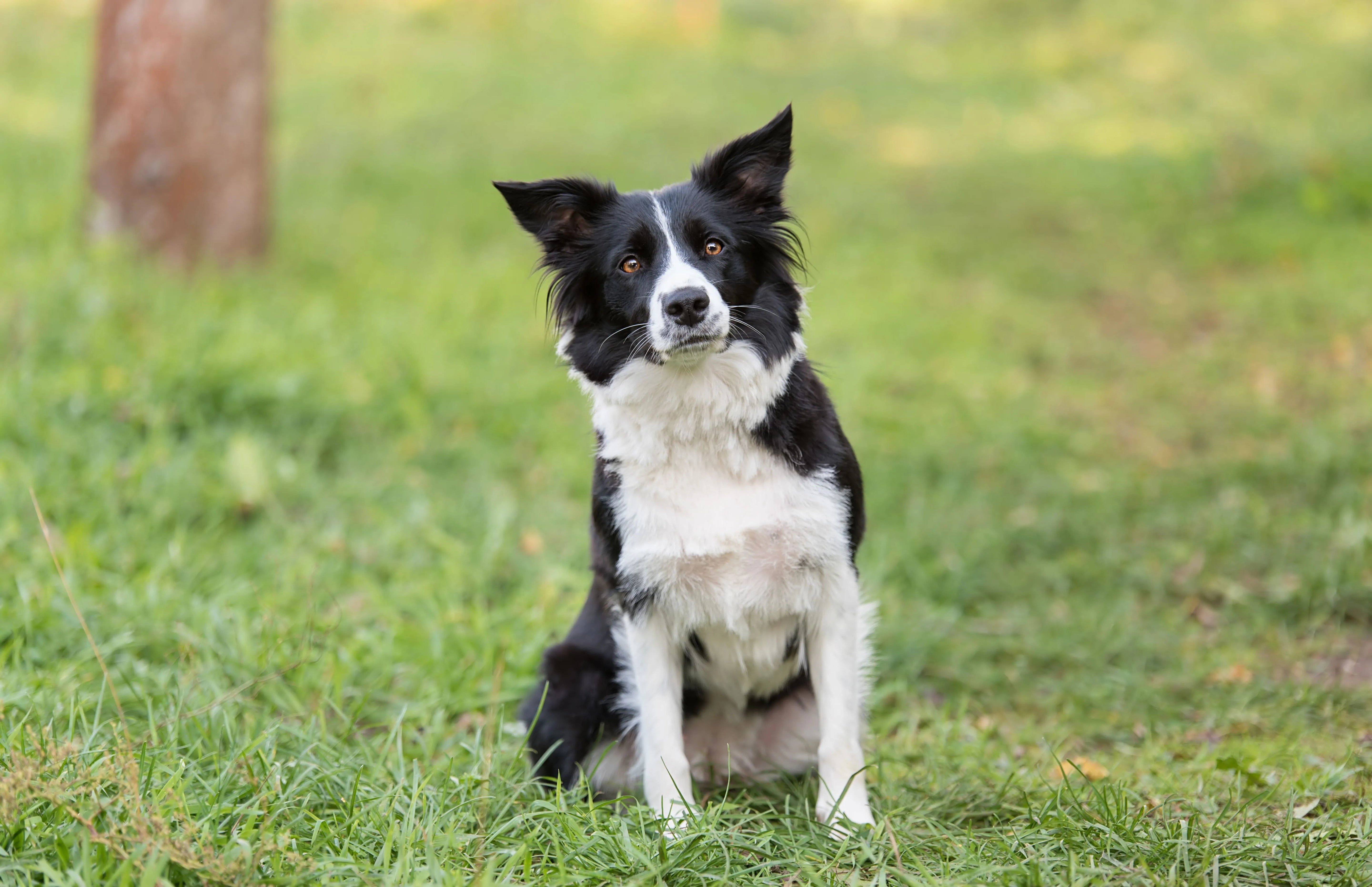 Border Collie puppies available