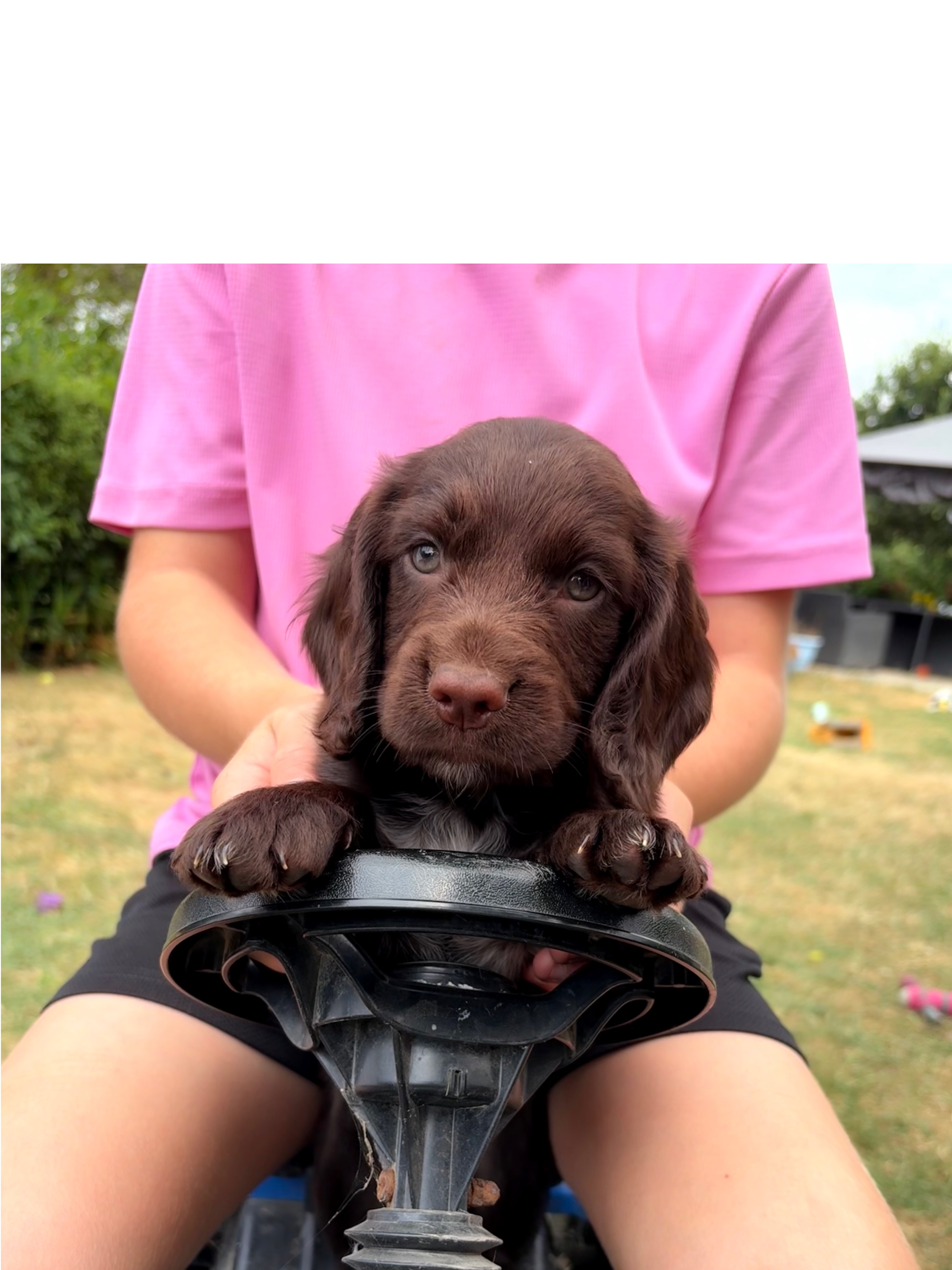 KC Pedigree Working cocker spaniels