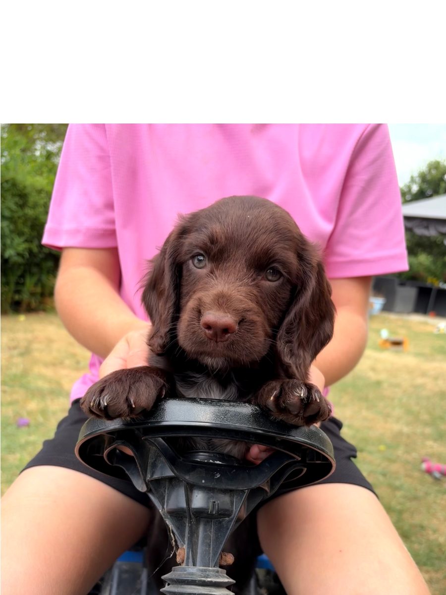 KC registered Working Cocker Spaniel puppy