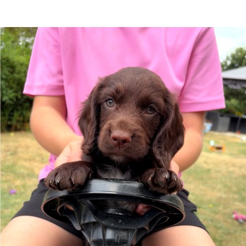 KC registered Working Cocker Spaniel puppy