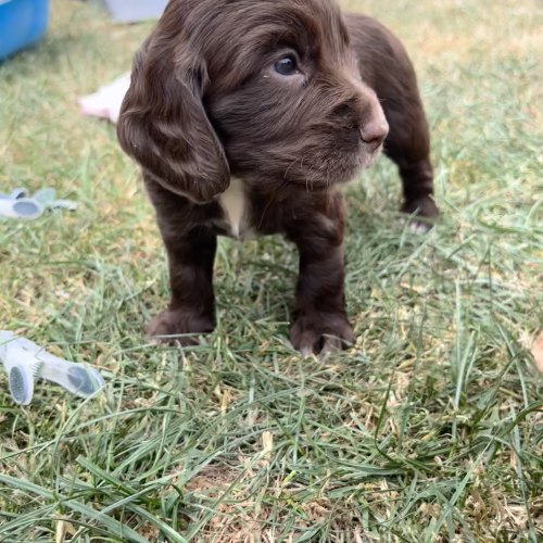 Vaccinated Working Cocker Spaniel puppy