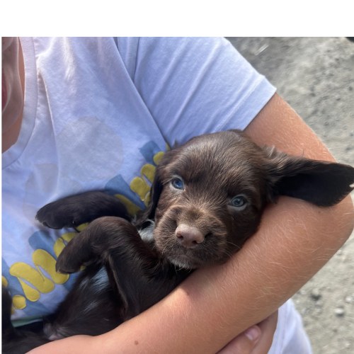 Working Cocker Spaniel puppy raised with children