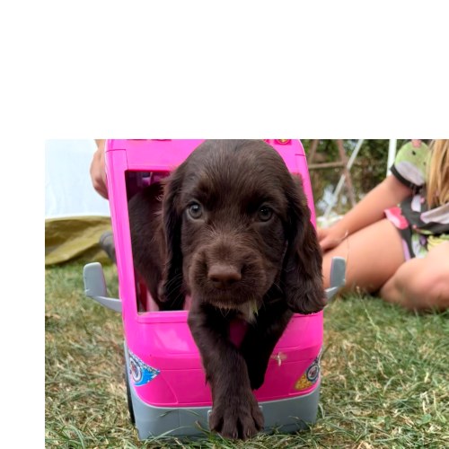 Pedigree Working Cocker Spaniel puppy