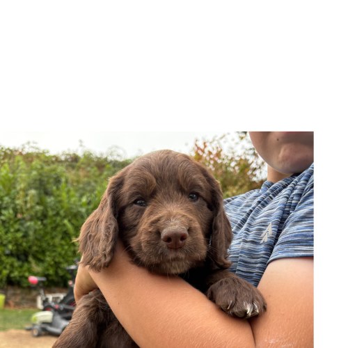 Working Cocker Spaniel puppy in Carmarthen
