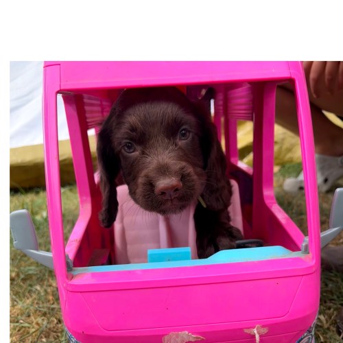 Well-socialised Cocker Spaniel puppy