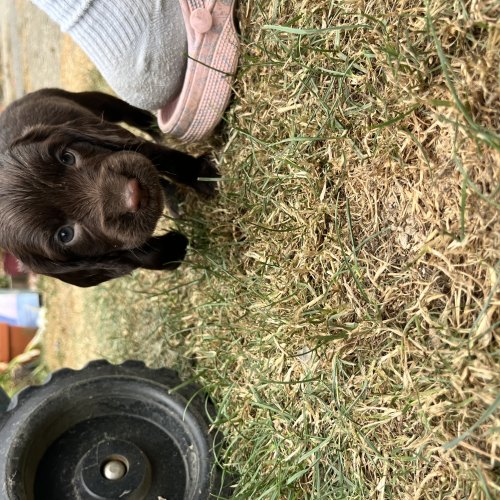 Microchipped pedigree Cocker Spaniel puppy