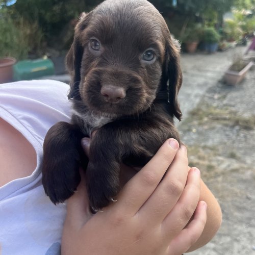 Working Cocker Spaniel puppy raised with other dogs