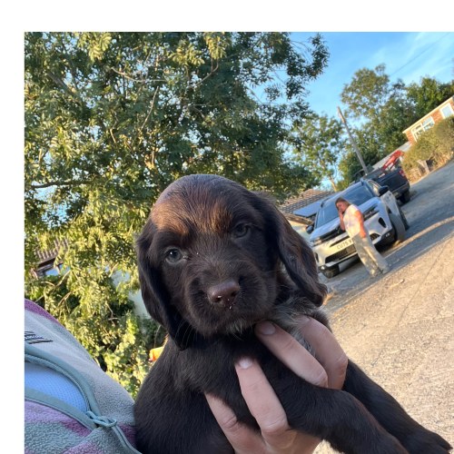 Cocker Spaniel puppy raised in a family home