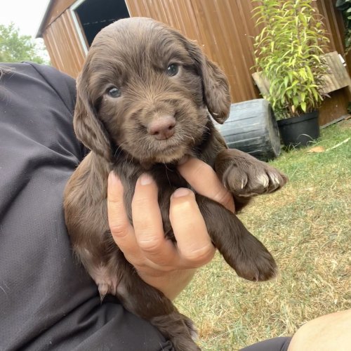 Working Cocker Spaniel puppy available in Wales