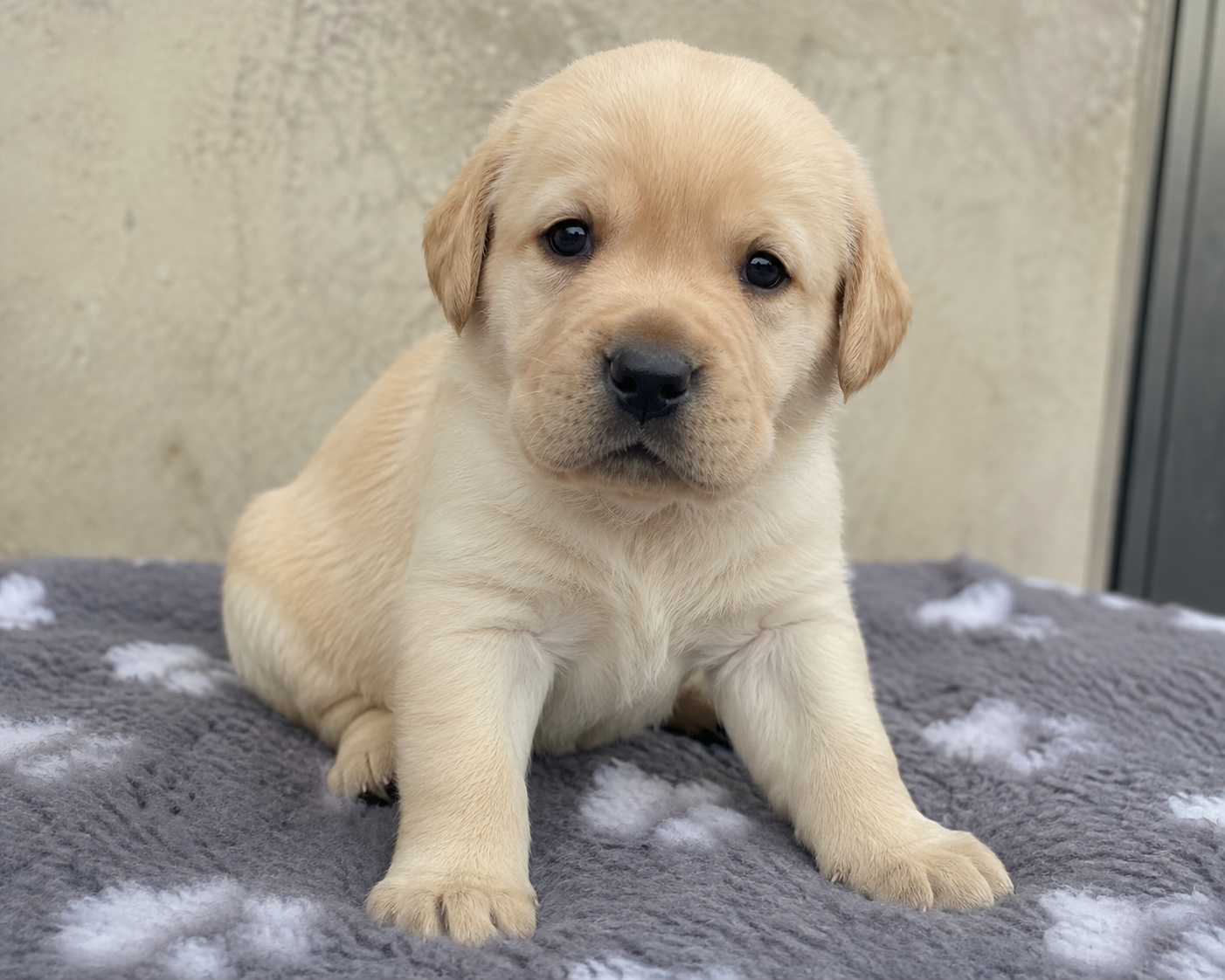 Labrador puppies available in London