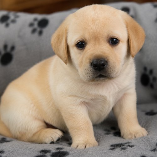 Yellow Labrador puppy for sale in London