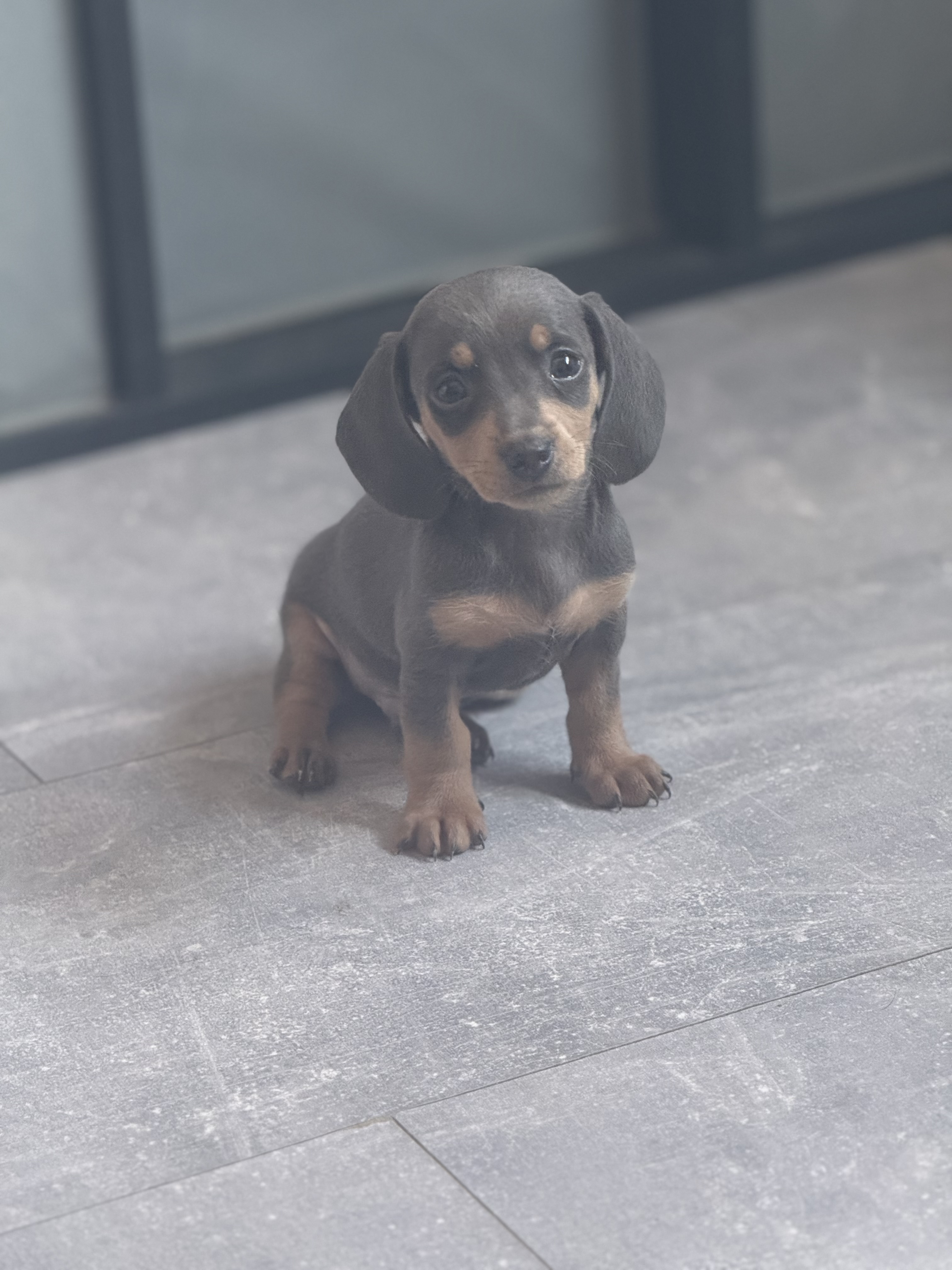 Beautiful Mini Dachshund puppies for sale