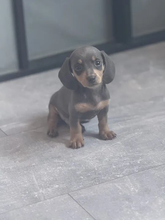 Miniature Dachshund puppy available in Ilkeston