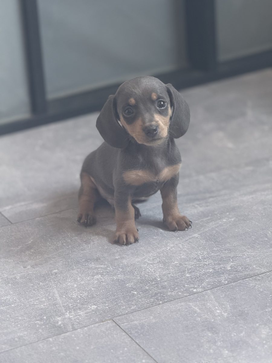 Miniature Dachshund puppy available in Ilkeston