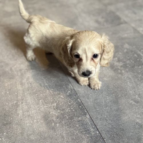 Cream extra fluffy Miniature Dachshund girl