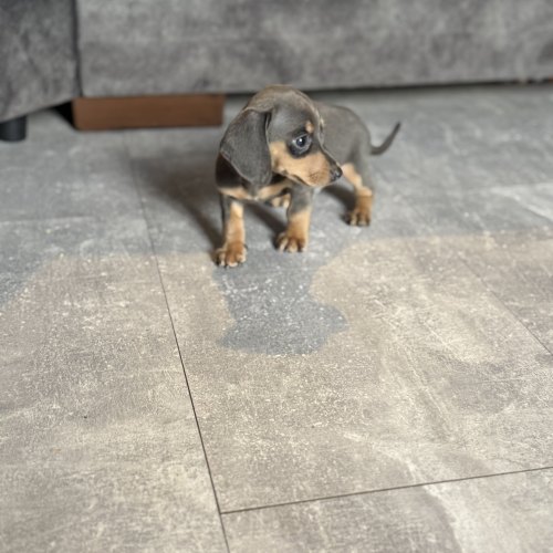 Miniature Dachshund puppy looking for a forever home