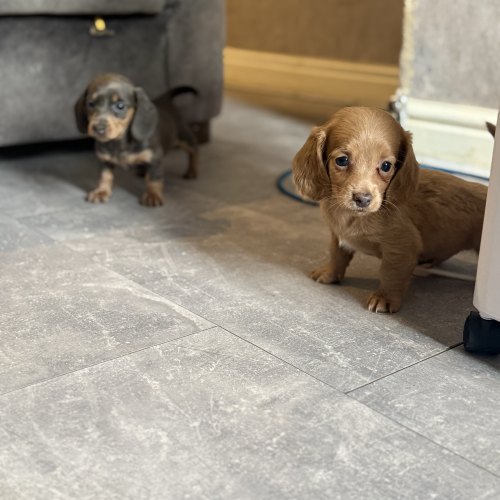 Miniature Dachshund puppy raised with care