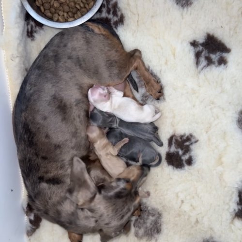 Miniature Dachshund puppy in Derbyshire