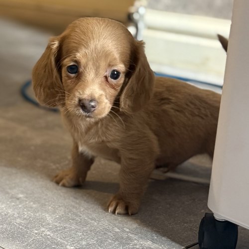 Blue and tan Miniature Dachshund boy