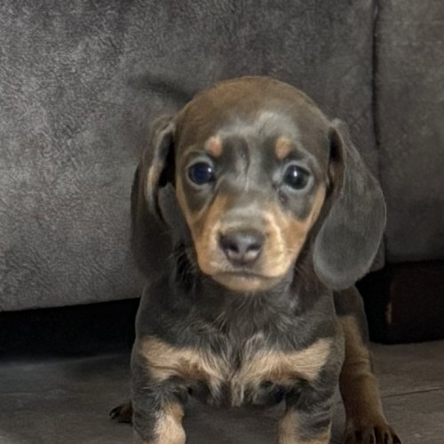 Microchipped Miniature Dachshund puppy