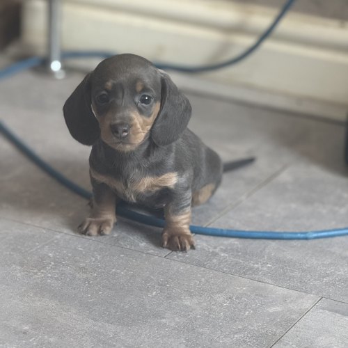 KC registered Miniature Dachshund puppy