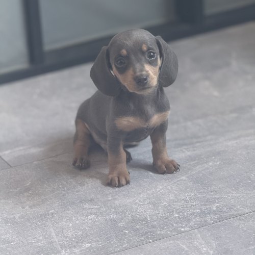 Miniature Dachshund puppy available in Ilkeston