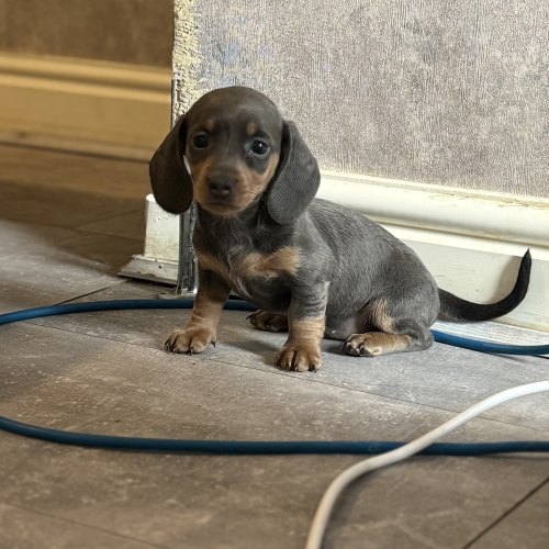 Miniature Dachshund puppy from a litter of four
