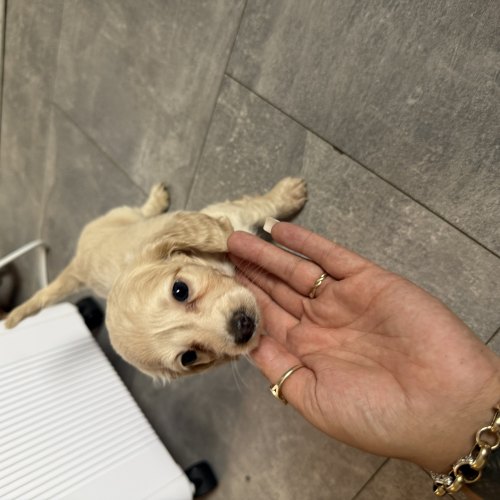 Miniature Dachshund puppy ready from 22 August