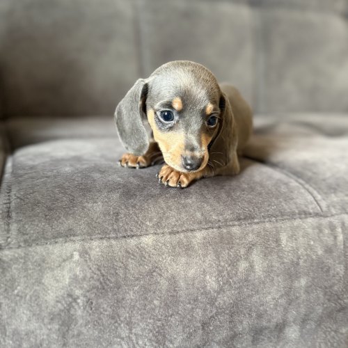 Blue and tan Miniature Dachshund girl