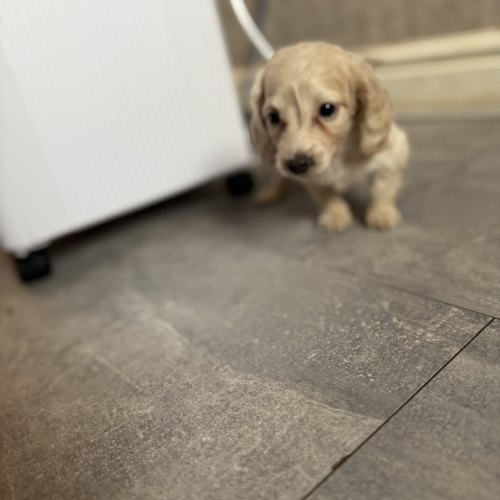 Vet-checked Miniature Dachshund puppy