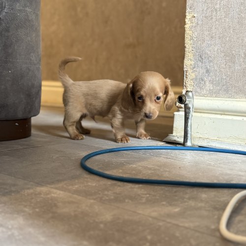 Wormed Miniature Dachshund puppy
